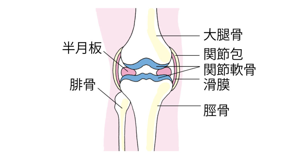 膝関節の仕組み